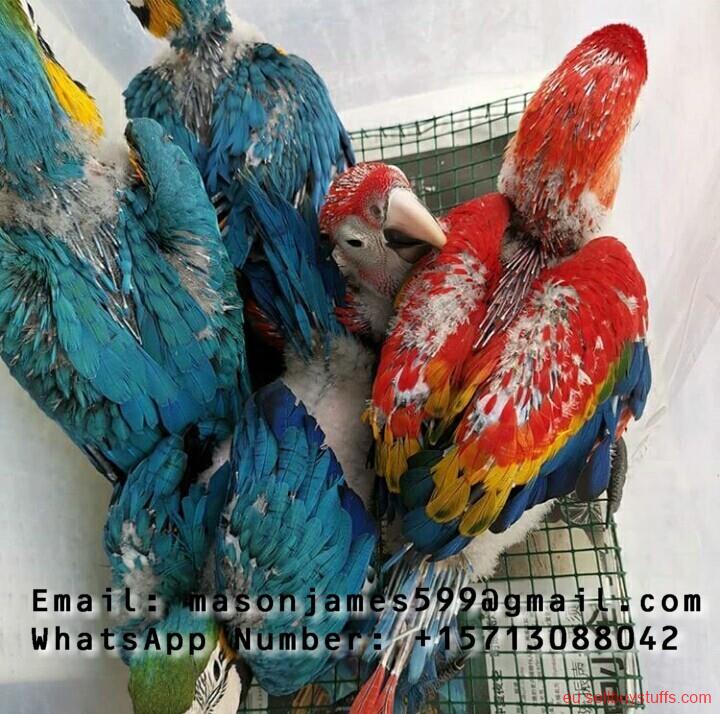 second hand/new: Buy Young And Friendly Cockatoo, Macaw, Hyacinth and Others