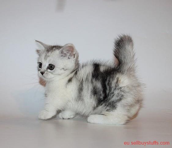 second hand/new: Munchkin Kittens for sale